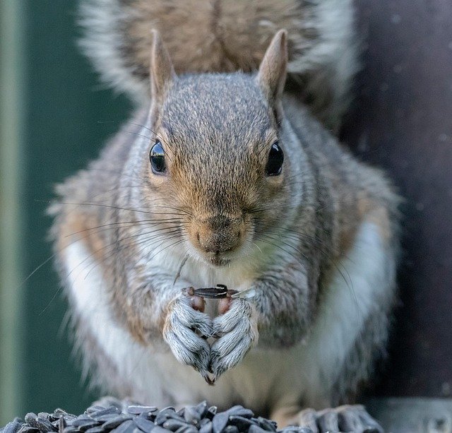 Grey Squirrel