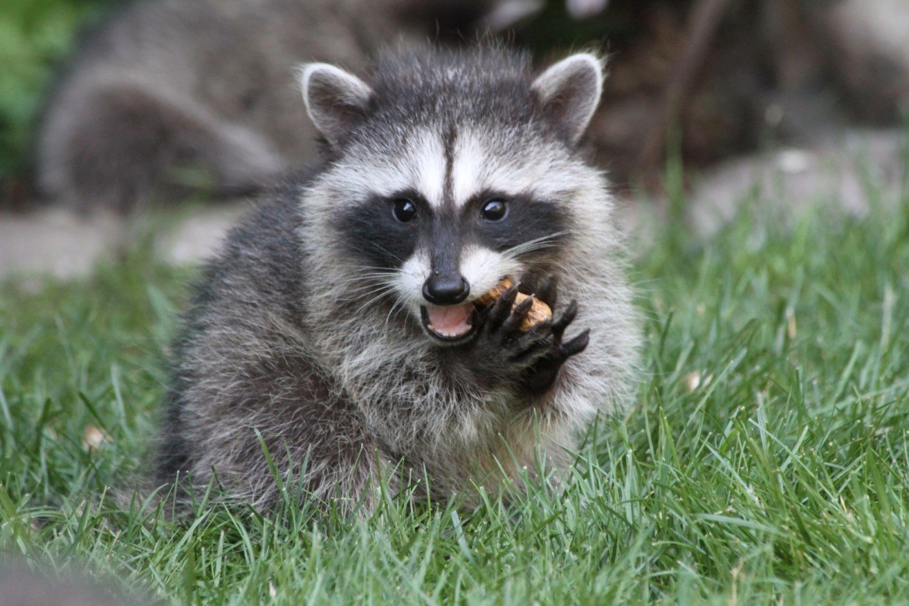 Raccoon