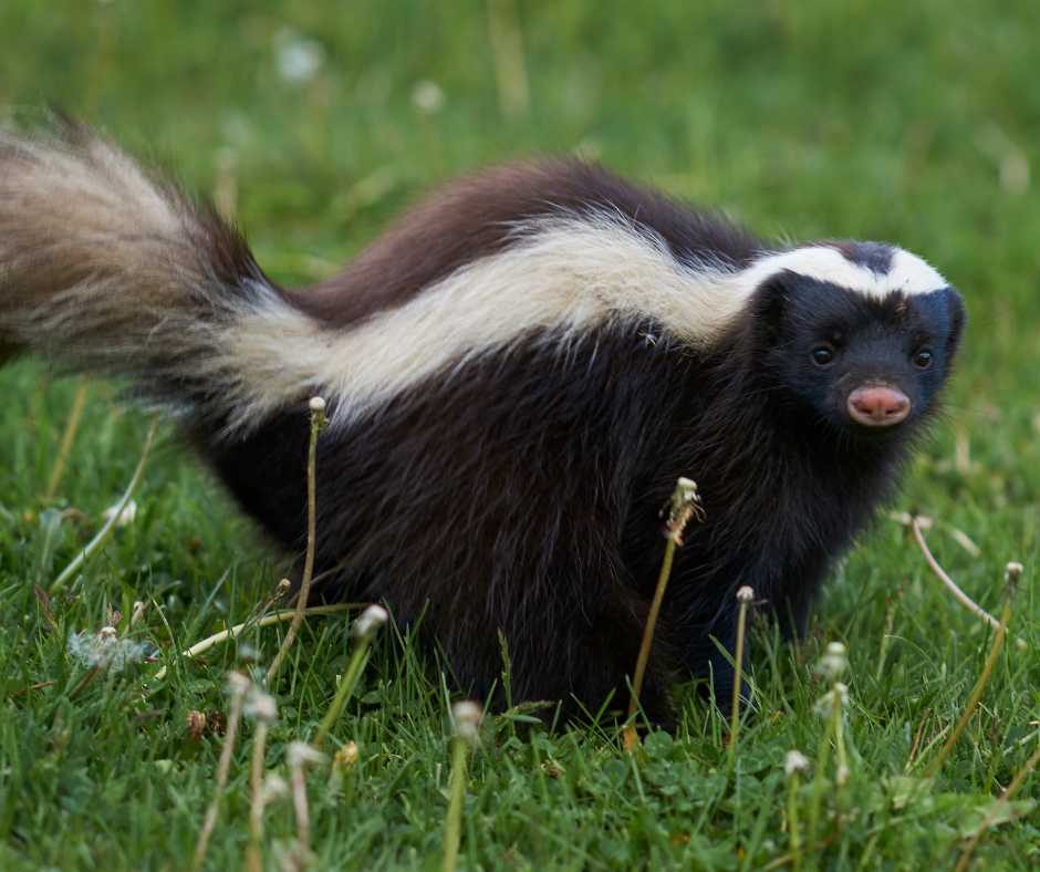 Skunk